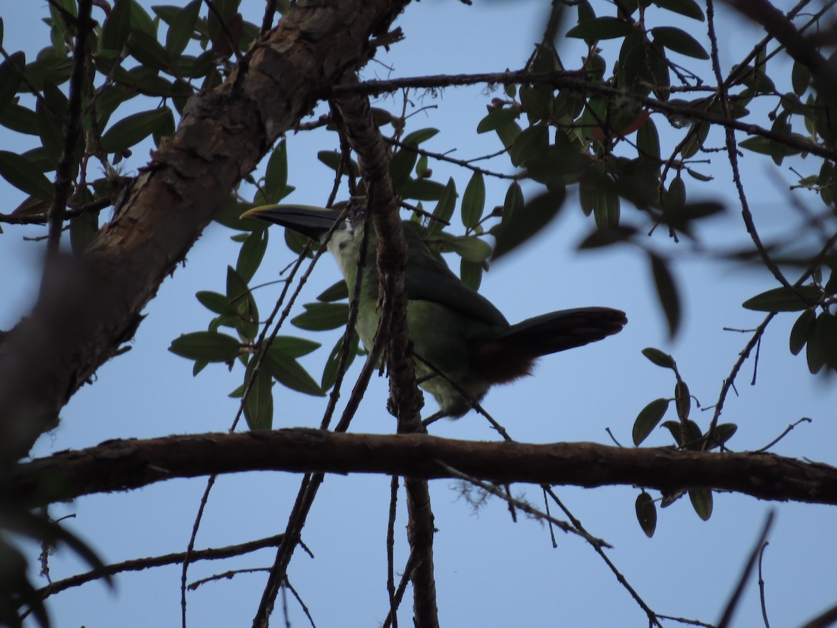 Андский туканет (albivitta/phaeolaemus) - ML639566826