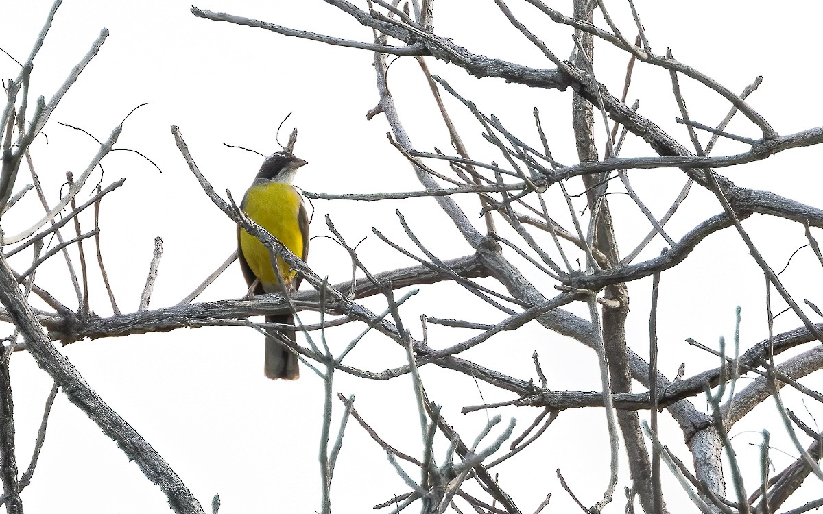 Cabanis's Bunting - ML639566862