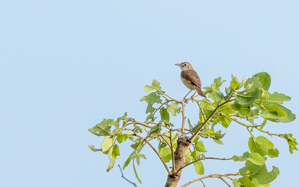 Rufous Cisticola - ML639566870