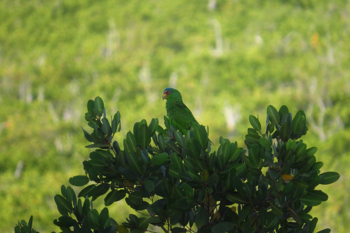 amazoňan běločelý - ML639566924