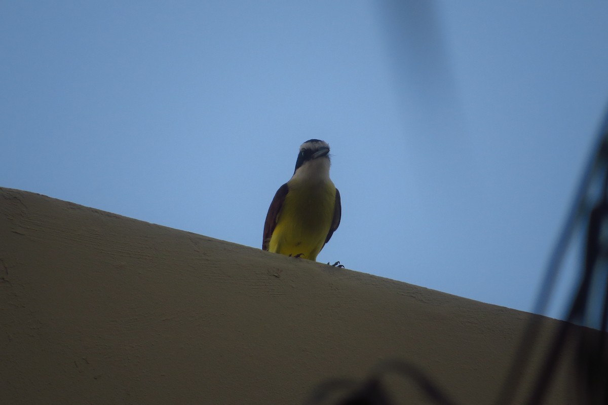 Great Kiskadee - ML639566946