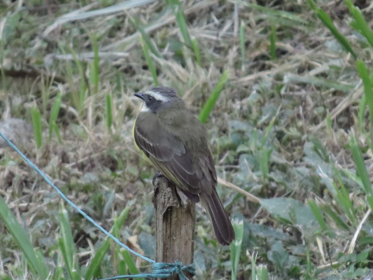 Social Flycatcher - ML639566975