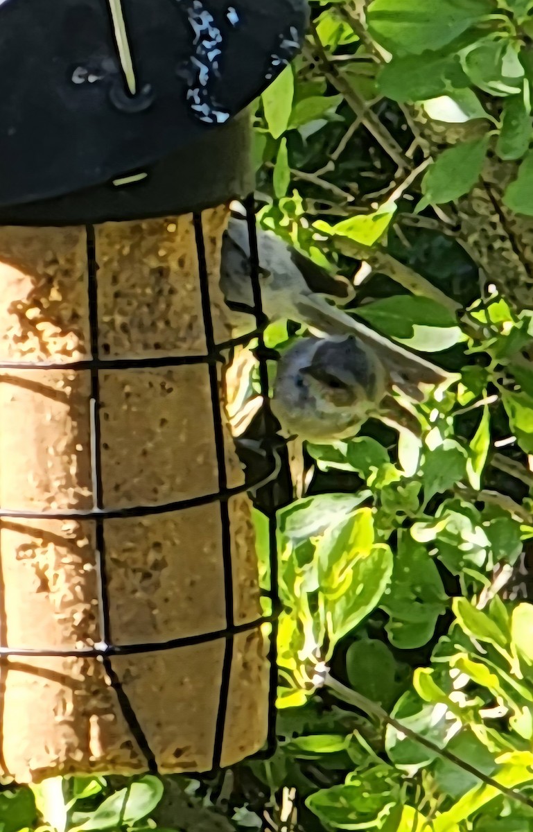 Bushtit - ML639566984