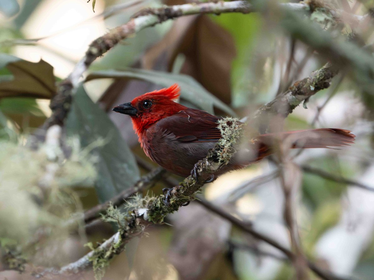 Crested Ant-Tanager - ML639567001