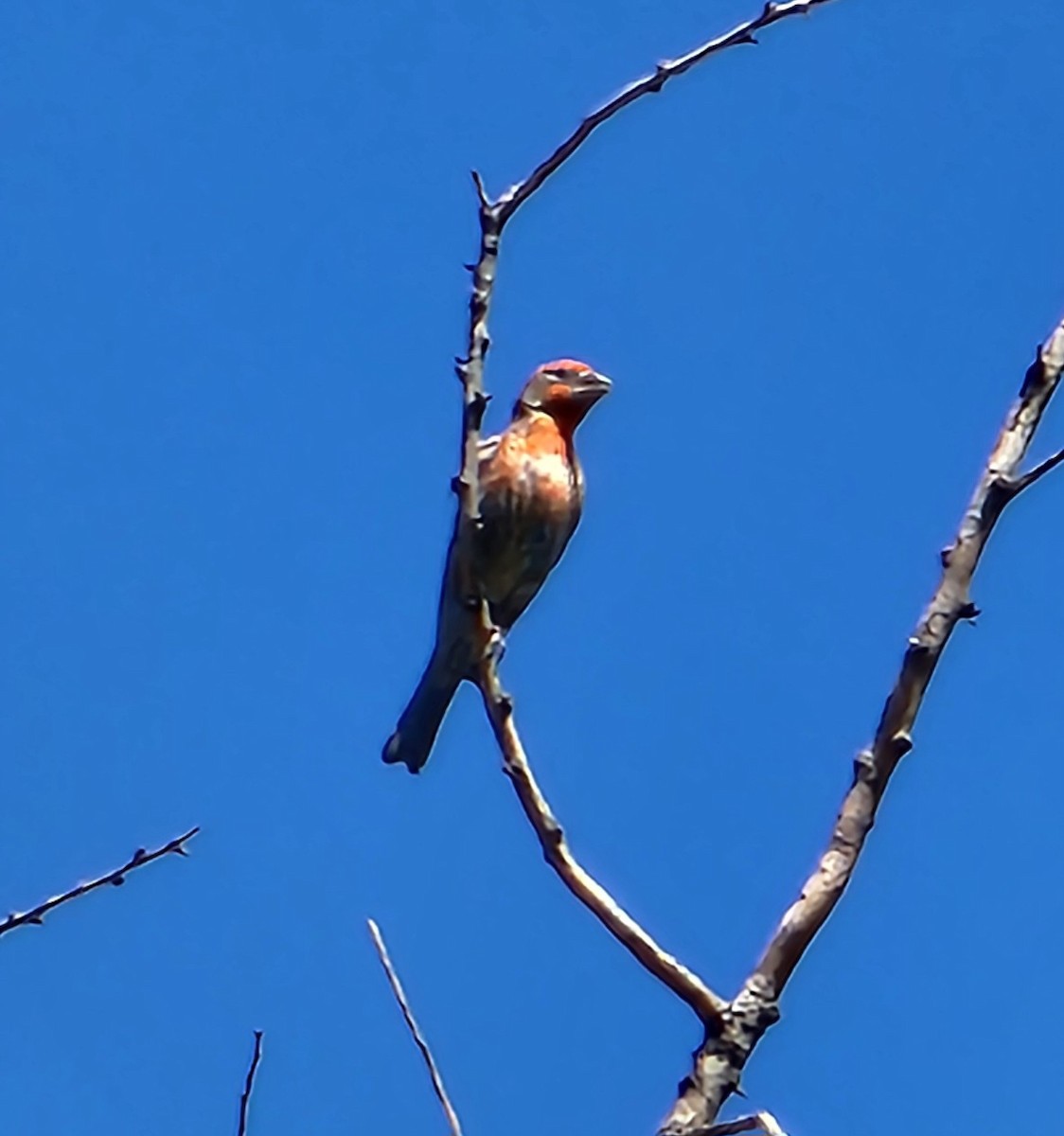 House Finch - ML639567008