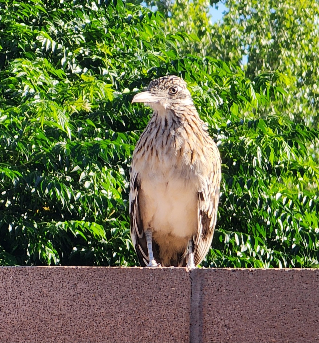 Greater Roadrunner - ML639567019