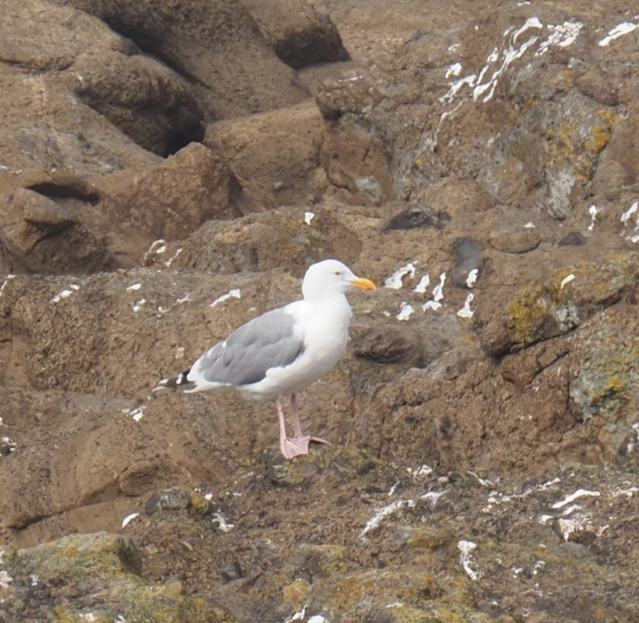 Western Gull - ML639567021
