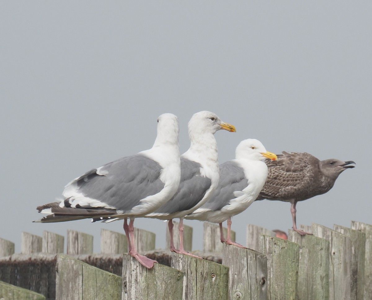 Western Gull - ML639567022