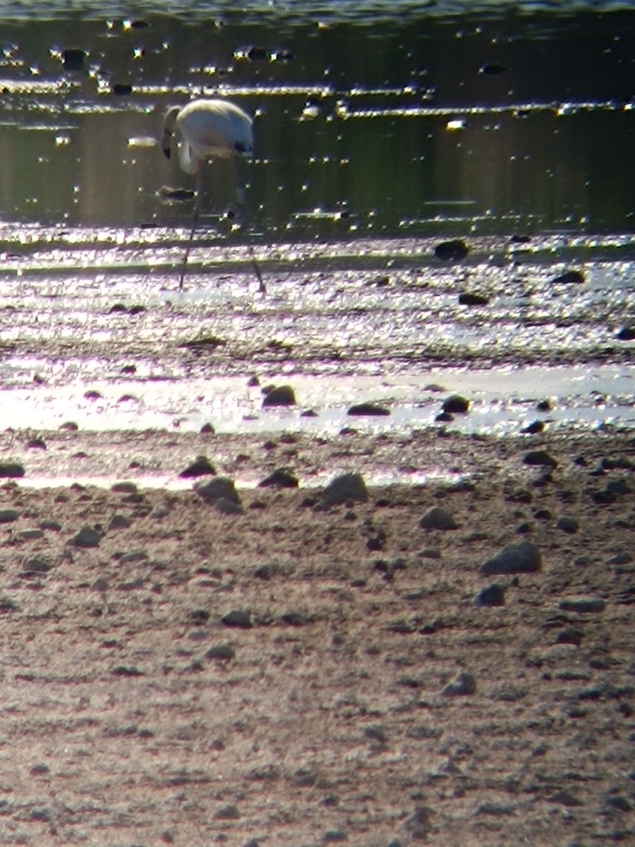 Greater Flamingo - ML639567027