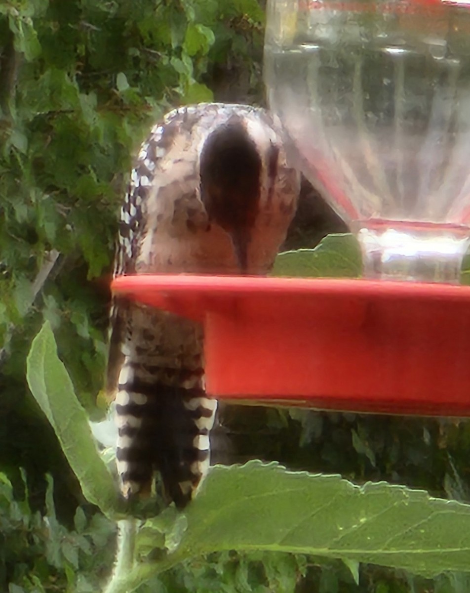 Ladder-backed Woodpecker - ML639567089