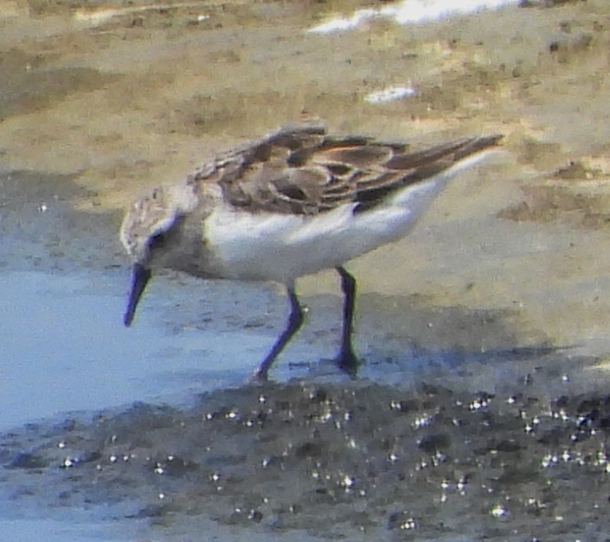 Piovanello tridattilo - ML639567099