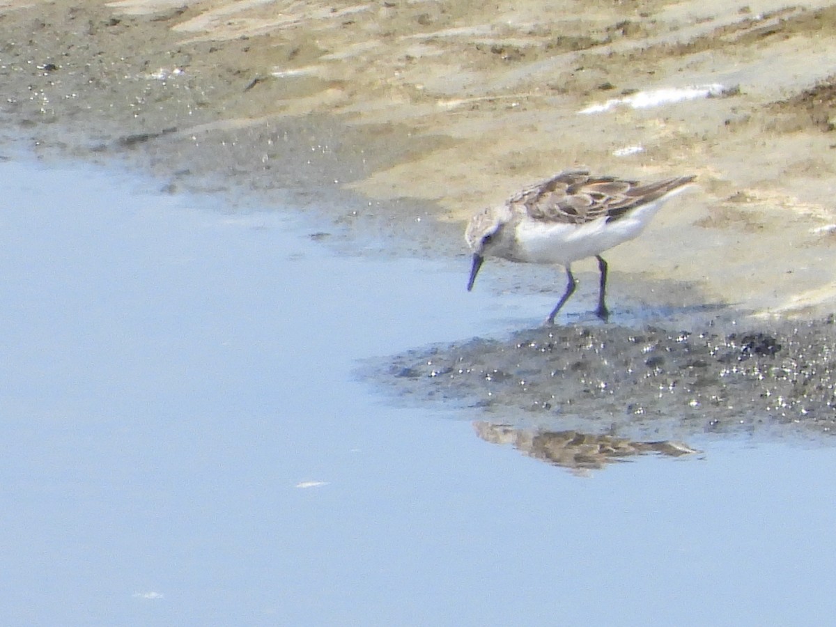 Piovanello tridattilo - ML639567100