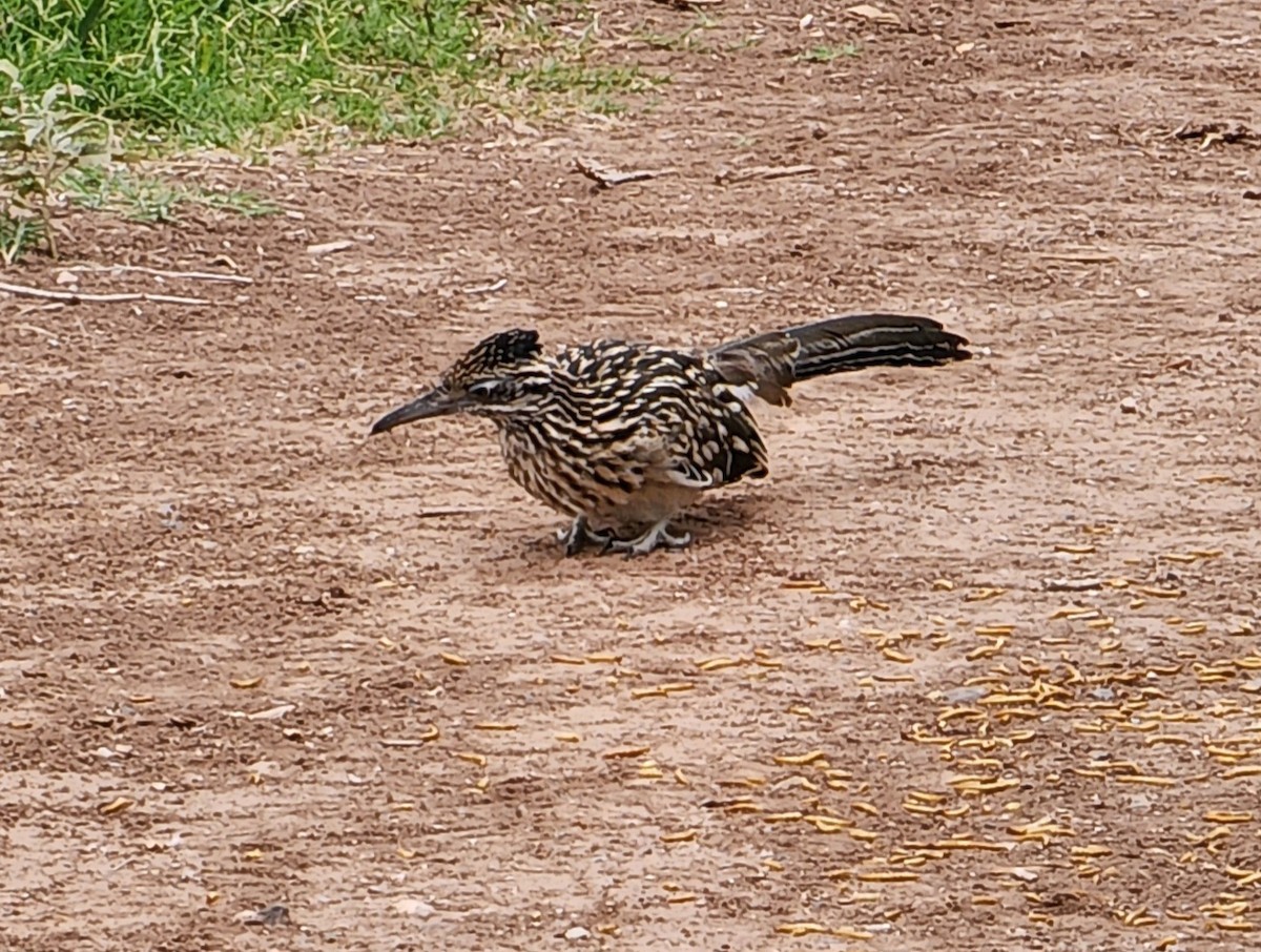 Greater Roadrunner - ML639567118