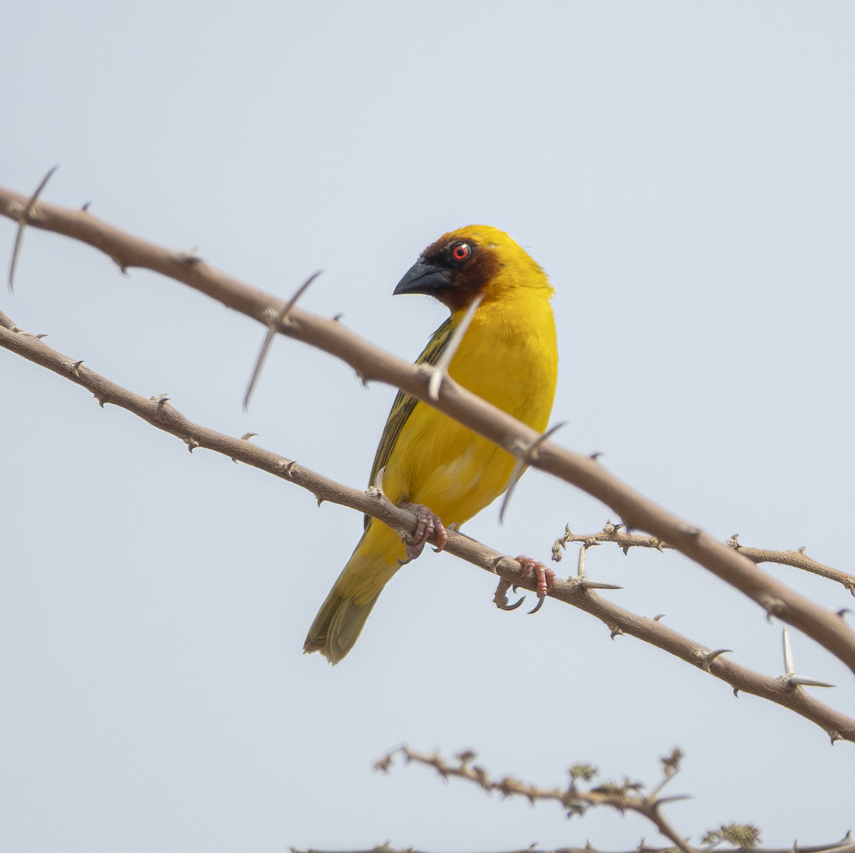 Rüppell's Weaver - ML639567165