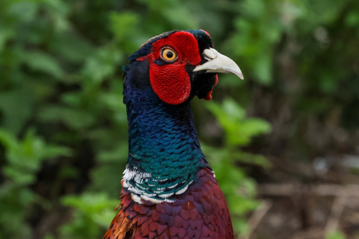 Ring-necked Pheasant - ML639567188