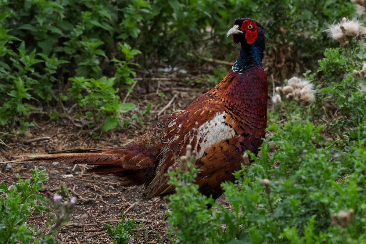 Ring-necked Pheasant - ML639567189