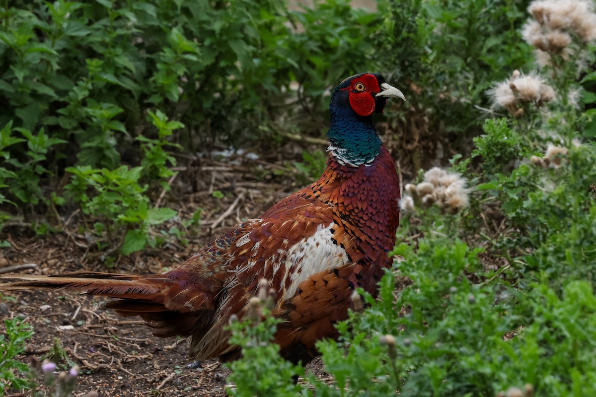 Ring-necked Pheasant - ML639567190