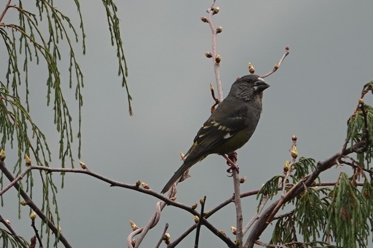 White-winged Grosbeak - ML639567195