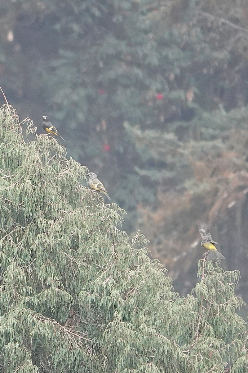 White-winged Grosbeak - ML639567198
