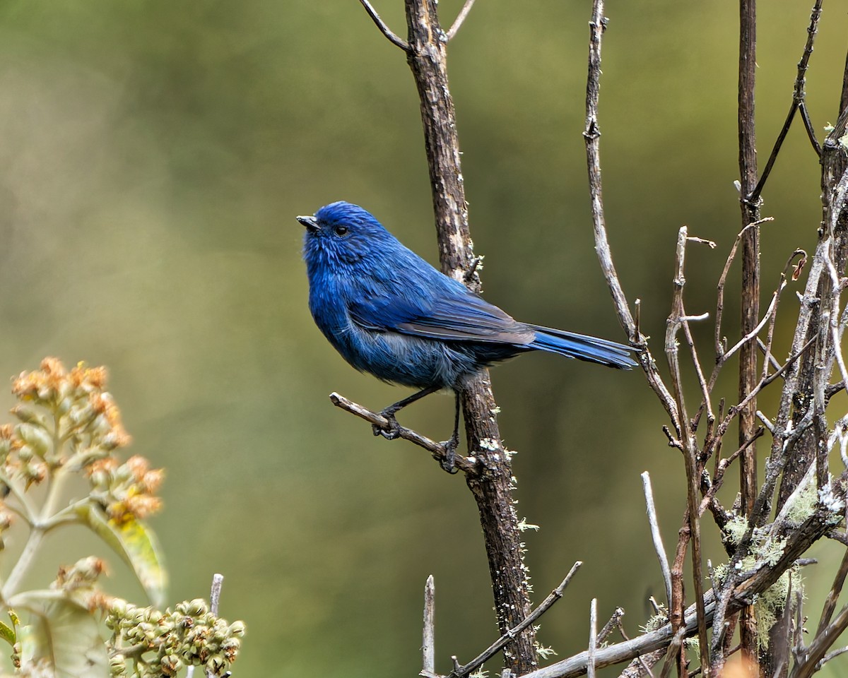 Tit-like Dacnis (petersi/bella) - ML639567327