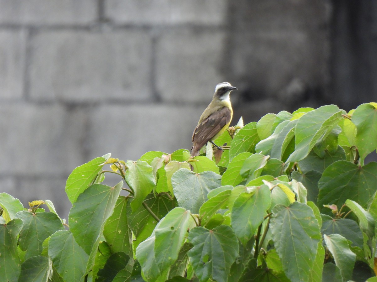 Social Flycatcher - ML639567362