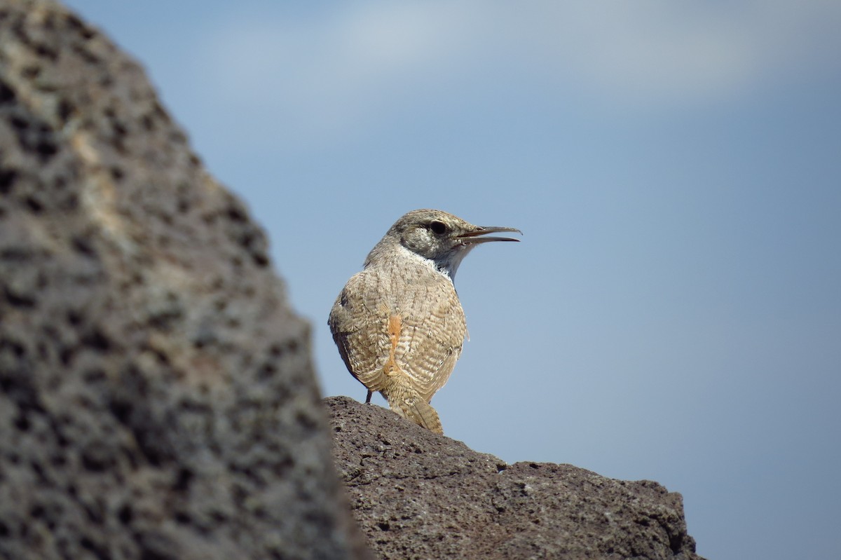 střízlík skalní - ML639567373