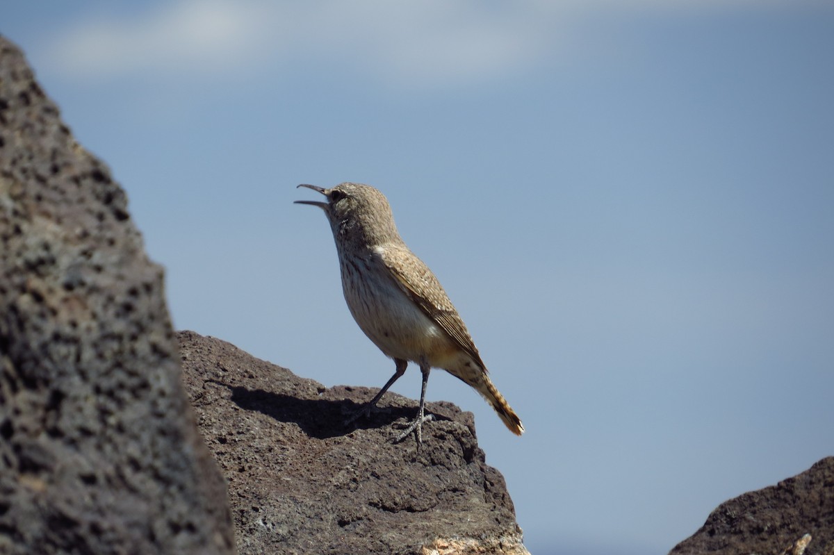 střízlík skalní - ML639567374