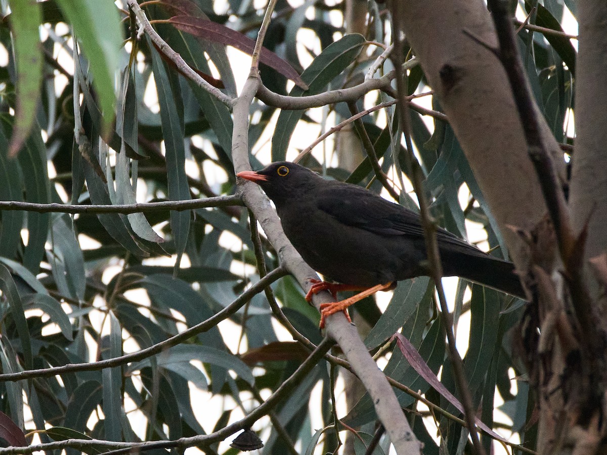 Glossy-black Thrush - ML639567409