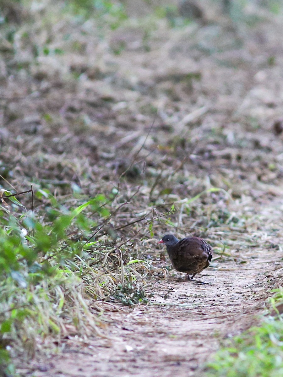 Tataupa Tinamou - ML639567410