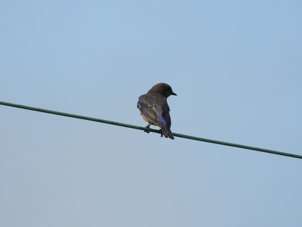 Eastern Bluebird - ML639567454