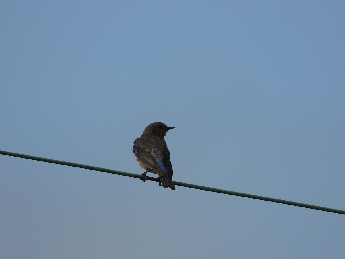 Eastern Bluebird - ML639567455