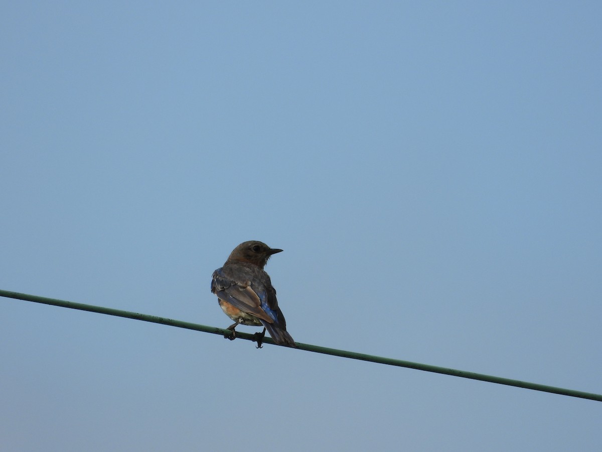 Eastern Bluebird - ML639567456