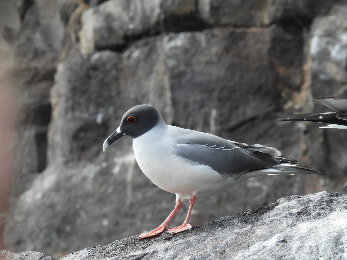 Swallow-tailed Gull - ML639567488