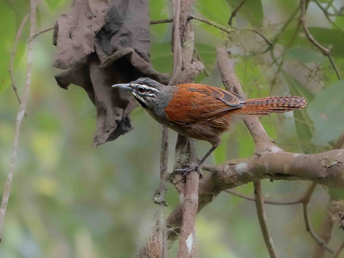 Whiskered Wren - ML639567517
