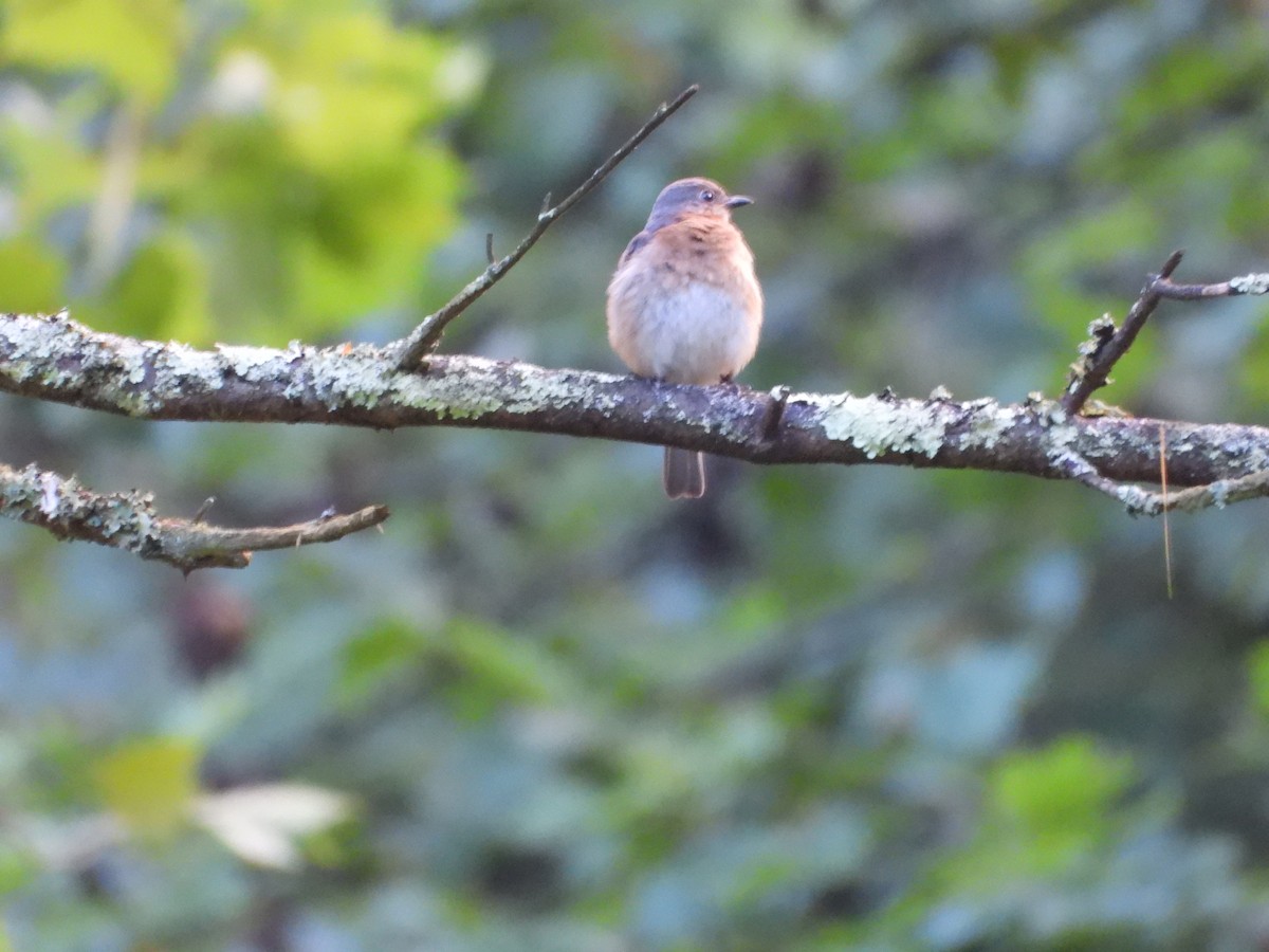 Eastern Bluebird - ML639567563
