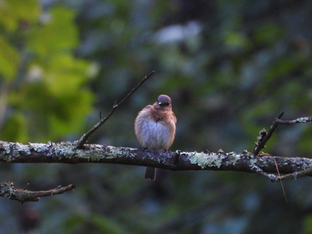 Eastern Bluebird - ML639567564