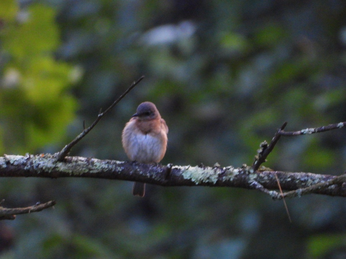 Eastern Bluebird - ML639567565