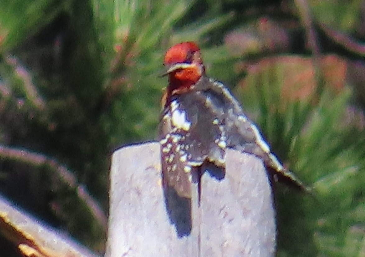Red-naped x Red-breasted Sapsucker (hybrid) - ML639567697