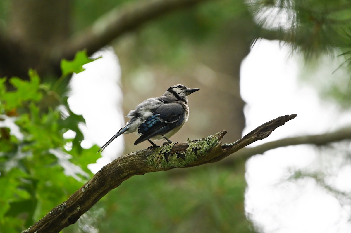 Blue Jay - ML639567756