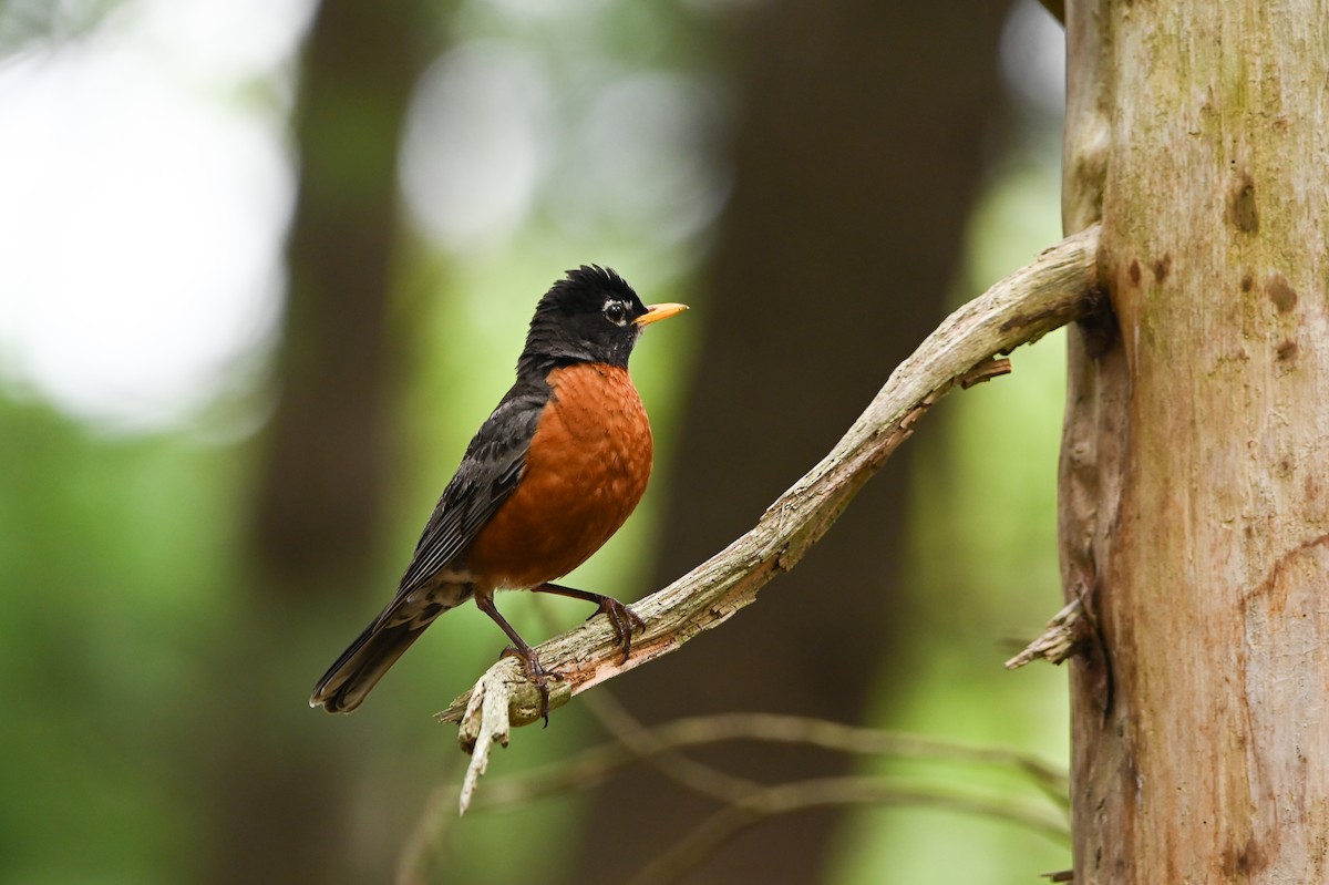 American Robin - ML639567760