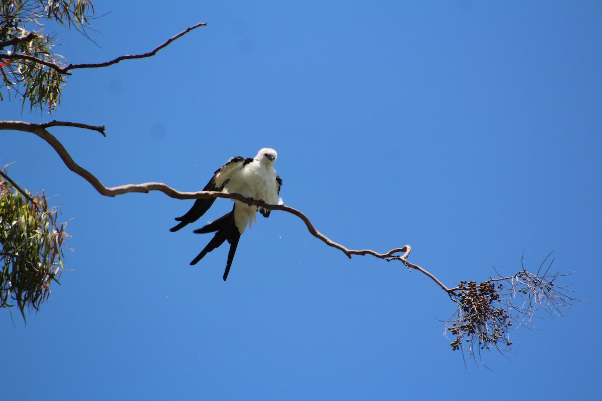 luňák vlaštovčí - ML639567780