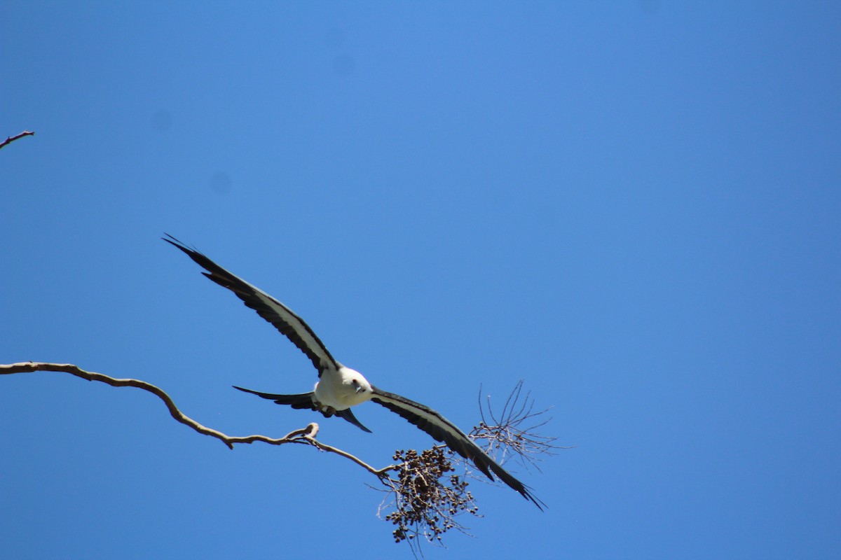 luňák vlaštovčí - ML639567782