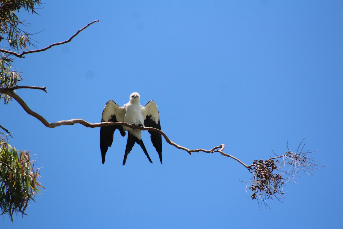 luňák vlaštovčí - ML639567783