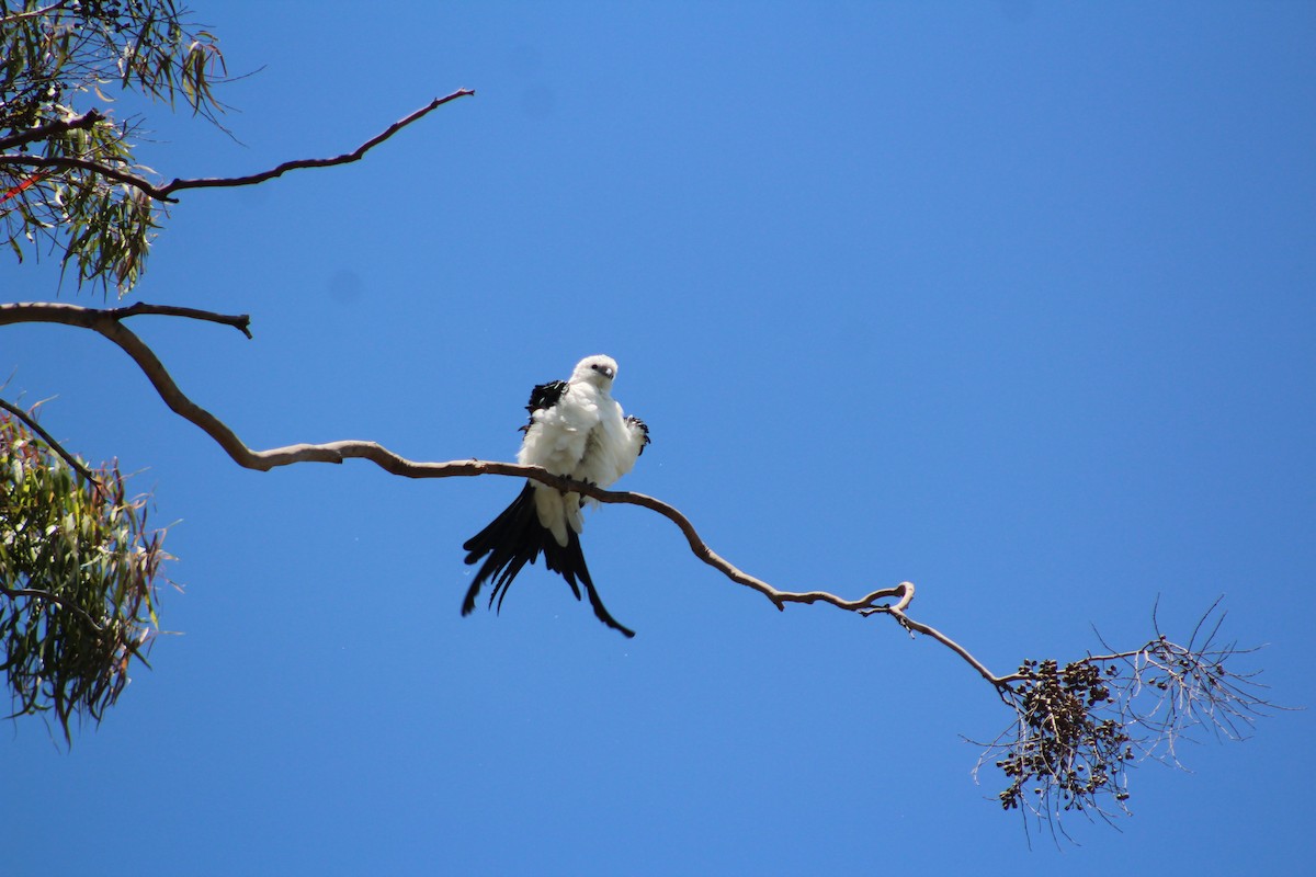 luňák vlaštovčí - ML639567784