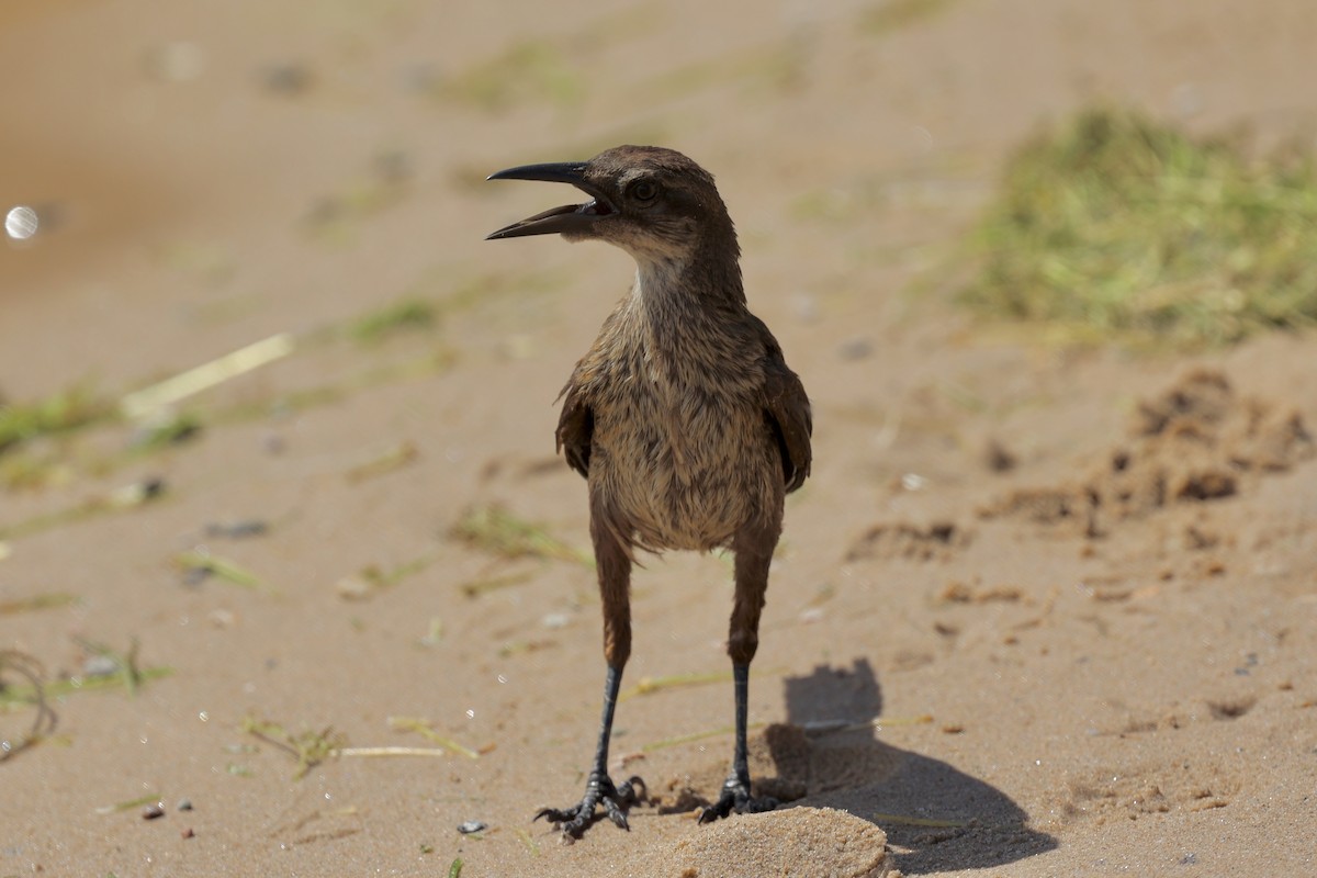 Great-tailed Grackle - Ann Stockert