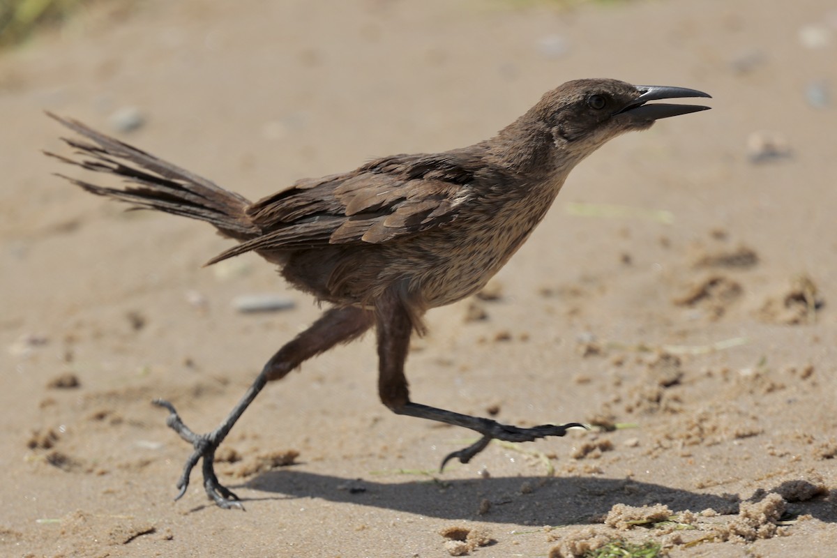 Great-tailed Grackle - Ann Stockert