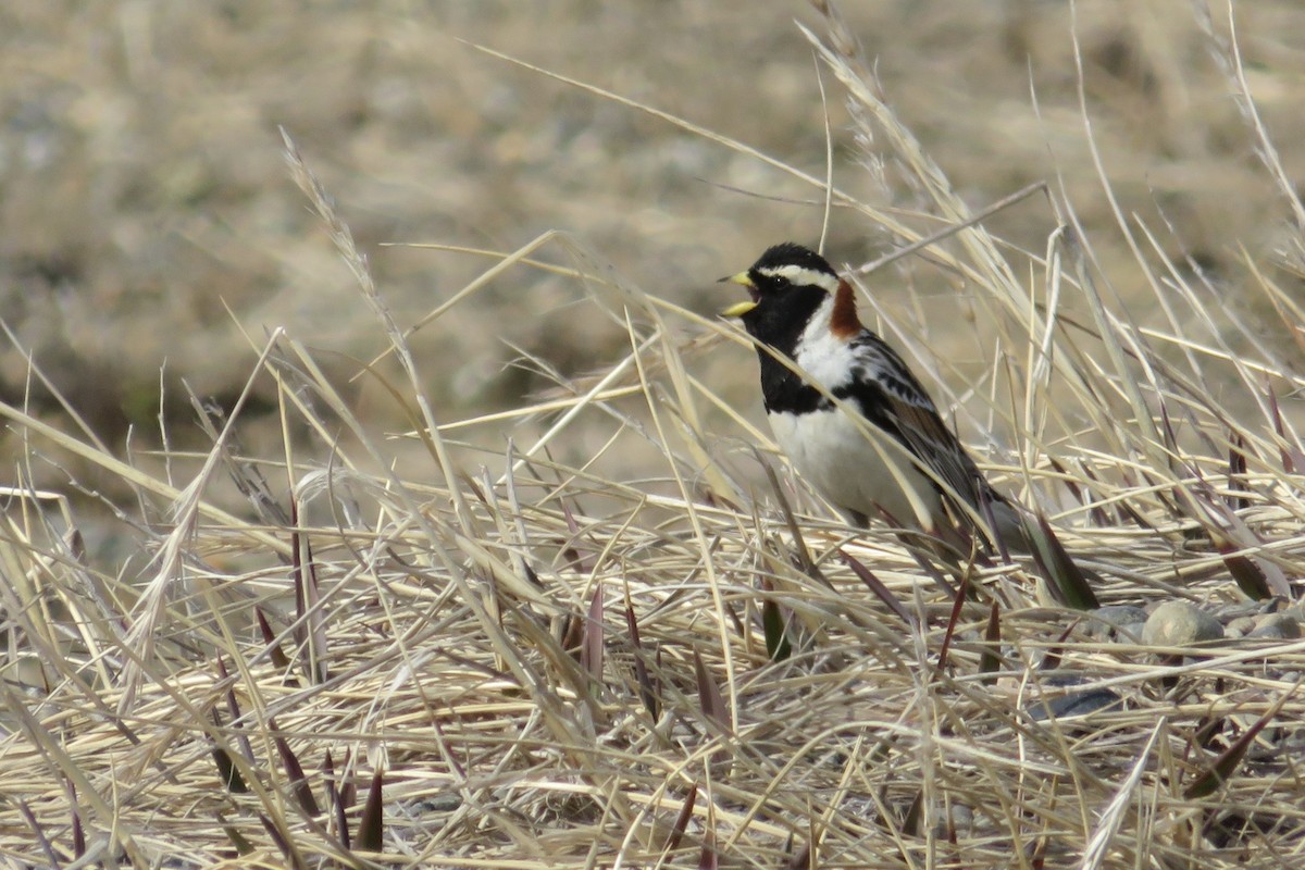 Буулгат хөмрөг - ML639567814