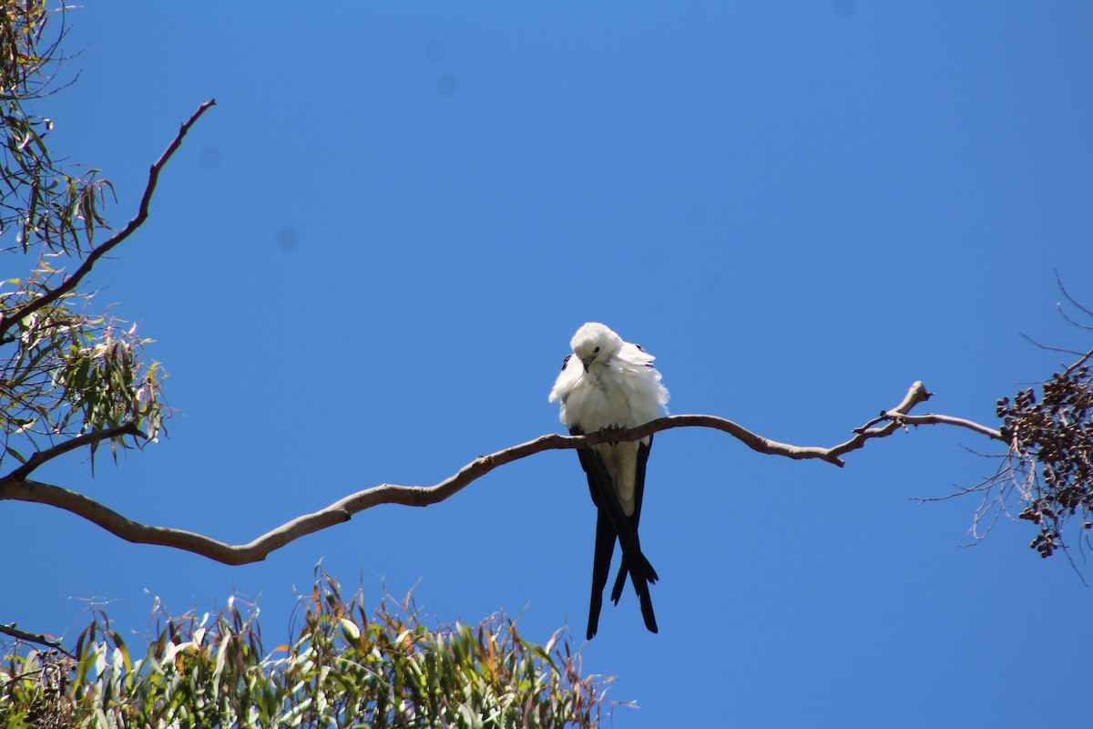 luňák vlaštovčí - ML639567824