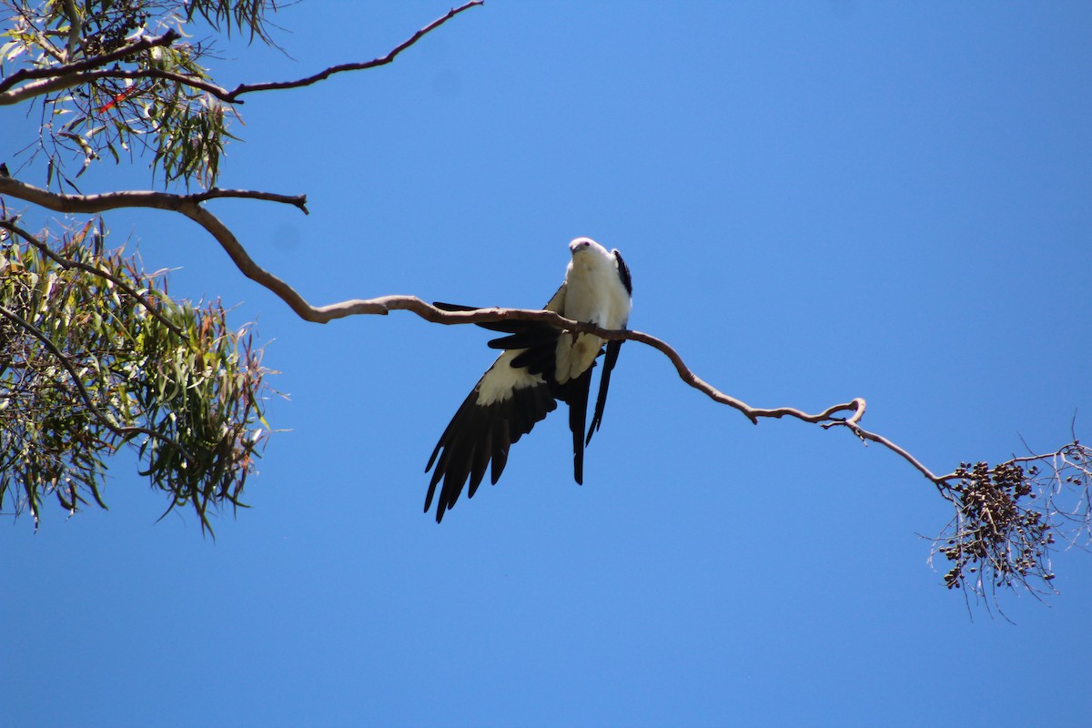 luňák vlaštovčí - ML639567830