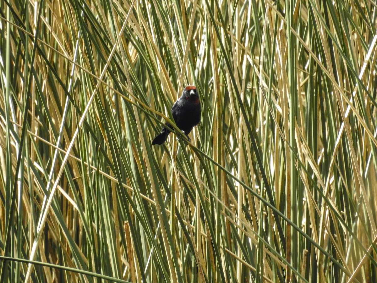 Chestnut-capped Blackbird - Luis Weymar Junior